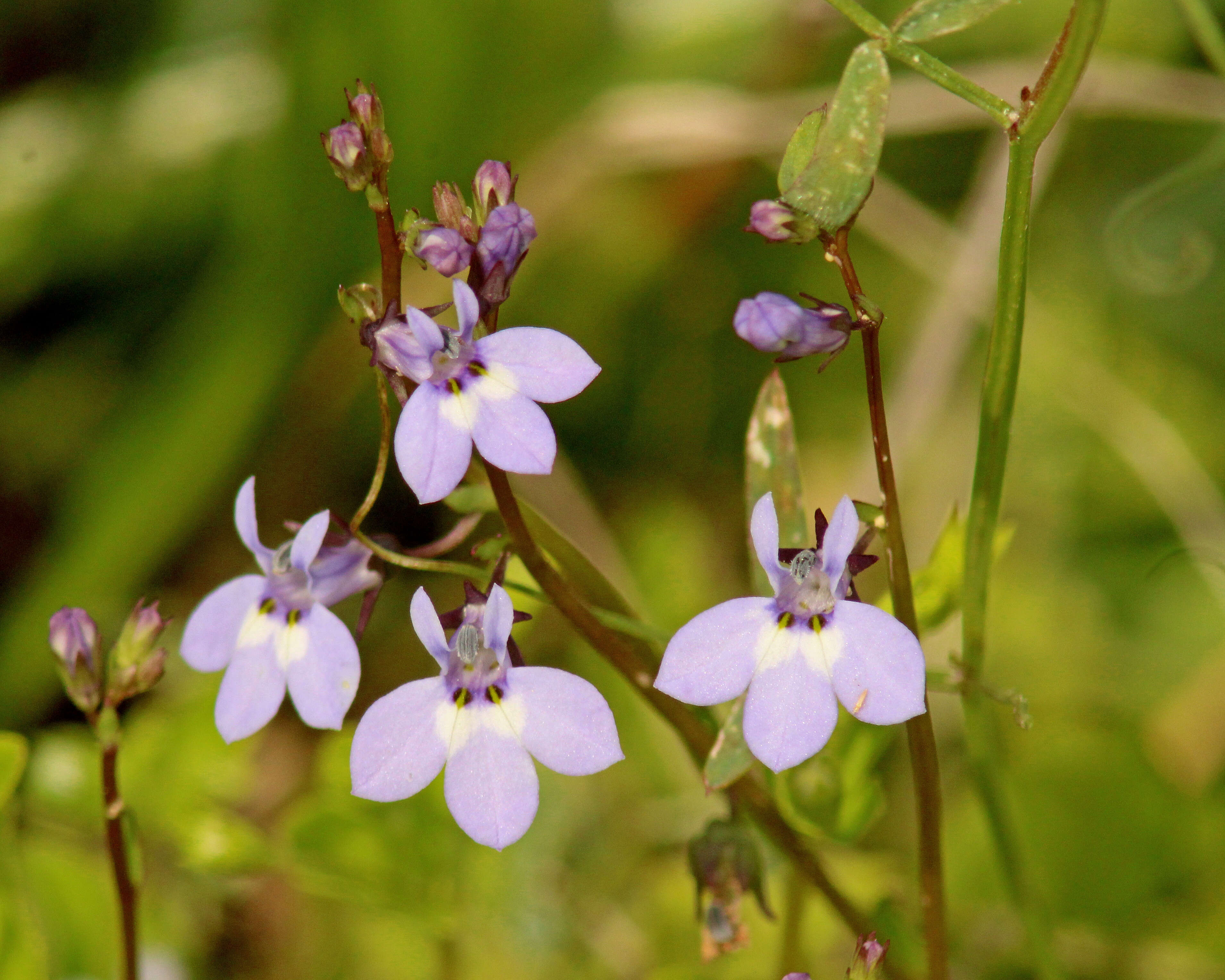 Image de Lobelia feayana A. Gray