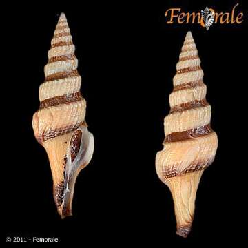 Image of Fusiturridae Abdelkrim, Aznar-Cormano, Fedosov, Kantor, Lozouet, Phuong, Zaharias & Puillandre 2018