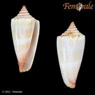 Image of Conus furvus Reeve 1843