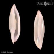 Image of false cowries