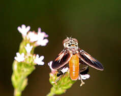 Image of Tachinid fly