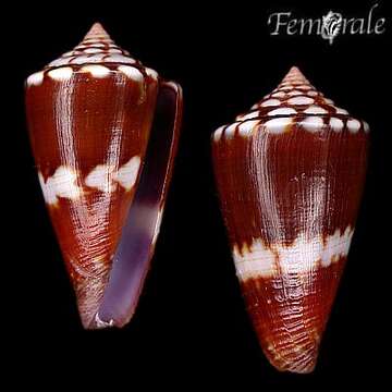 Image of cone snails