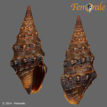 Image of Pseudomelatomidae J. P. E. Morrison 1966