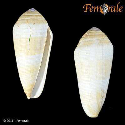 Image of cone snails