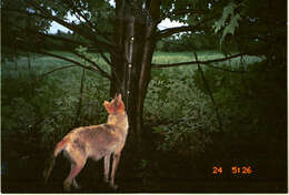 Image of American jackal