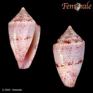 Image of Conasprella Thiele 1929