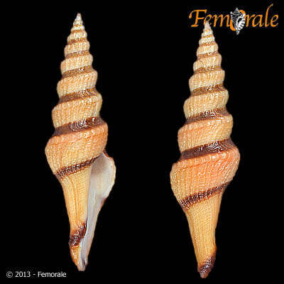 Fusiturridae Abdelkrim, Aznar-Cormano, Fedosov, Kantor, Lozouet, Phuong, Zaharias & Puillandre 2018 resmi