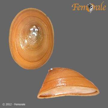 Image of unclassified Gastropoda