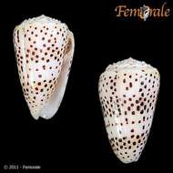 Image of cone snails