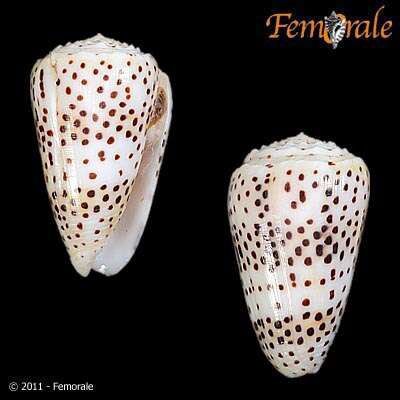 Image of cone snails