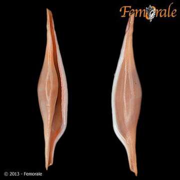 Image of Spindle Cowries