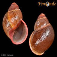 صورة Strophocheilidae