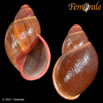 Image of Strophocheilidae