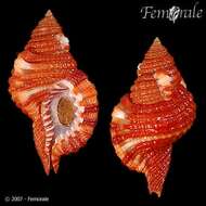 Image of triton shells