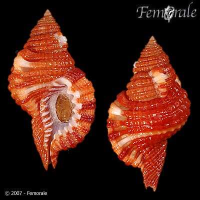 Image of triton shells