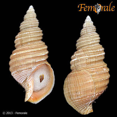 Image of Parancistrolepis Azuma 1965