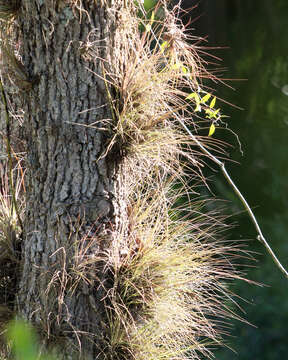 Image of Bartram's airplant