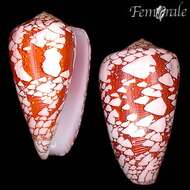 Image of <i>Conus pennaceus marmoricolor</i> Melvill 1900