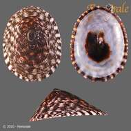 Image of tortoiseshell limpets