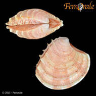 Clausinella Gray 1851 resmi