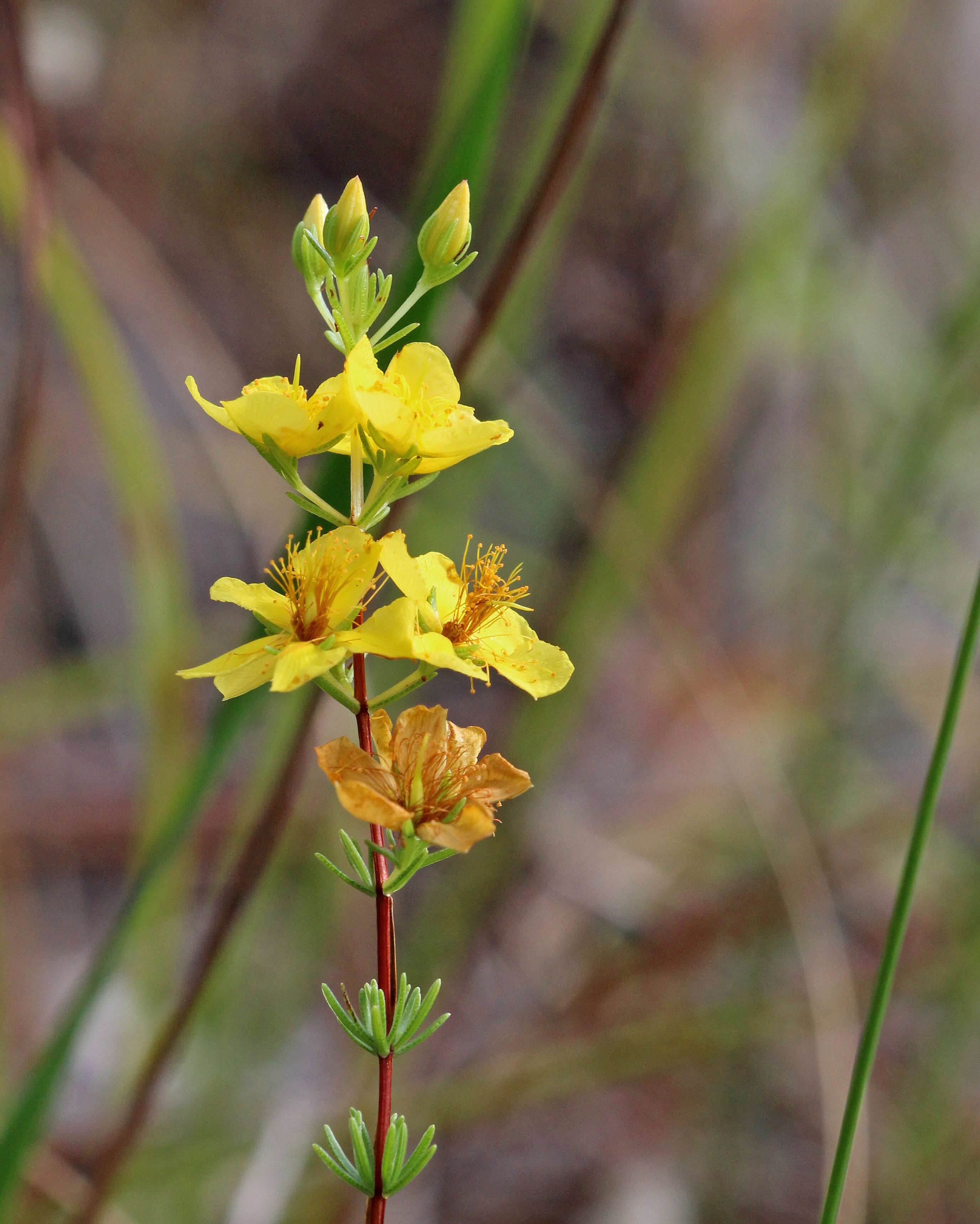 Image of Atlantic St. John's-Wort