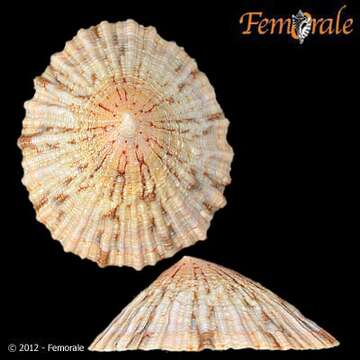 صورة Nacellidae Thiele 1891