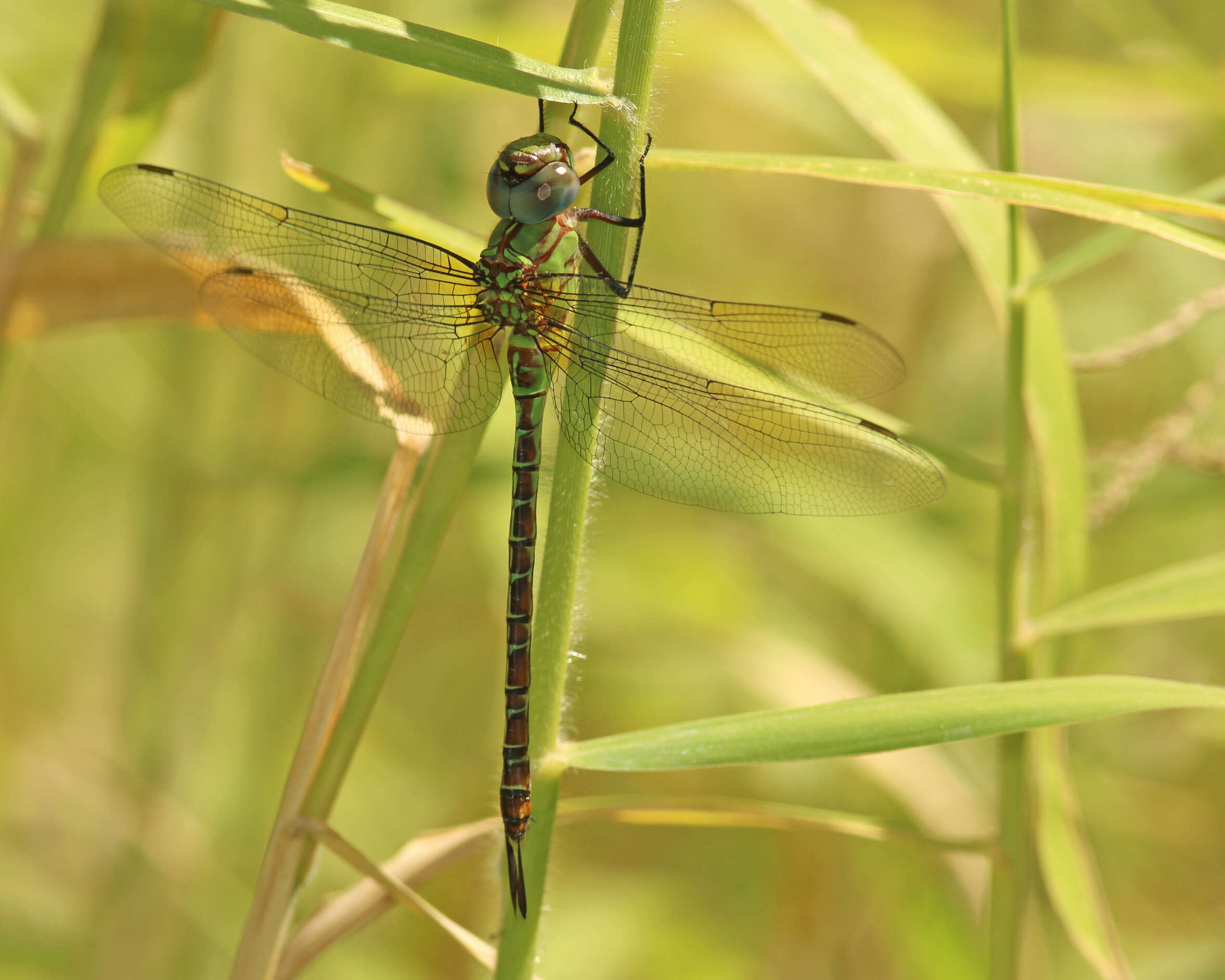 Image of Blue-faced Darner