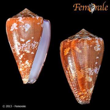 Image de Conus Linnaeus 1758