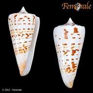 Image of cone snails