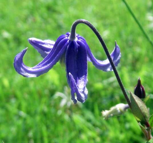 Imagem de Clematis integrifolia L.