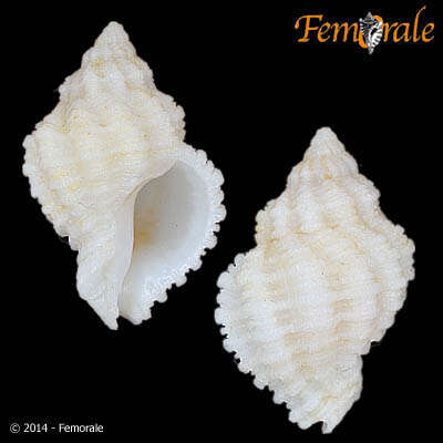 Image de Coralliophila aberrans (C. B. Adams 1850)
