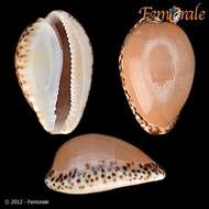 صورة Notocypraea Schilder 1927