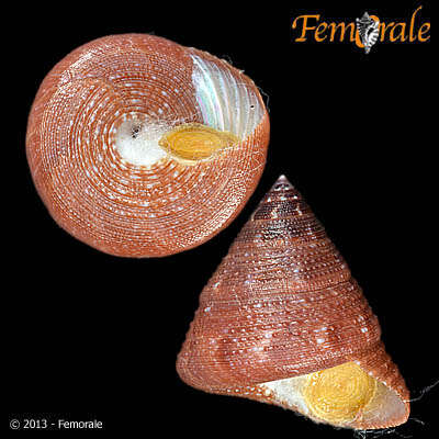 Image of Calliostomatidae Thiele 1924