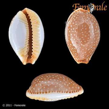 Image of half-extending cowry