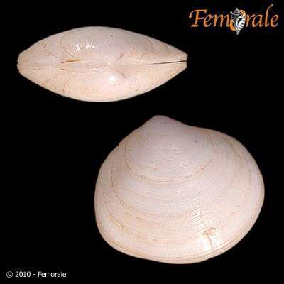 Imagem de Psammobiidae J. Fleming 1828