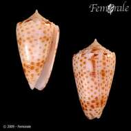 Image of cone snails