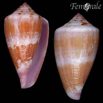 Image de Conus jucundus G. B. Sowerby Iii 1887