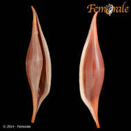 Image of Spindle Cowries