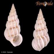 unclassified Gastropoda resmi