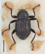 Image of Grouvellinus punctatostriatus Bollow 1940