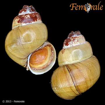 Image of river snails