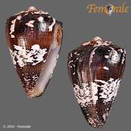 Image of cone snails