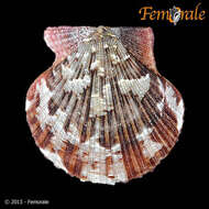 Image of African fan scallop