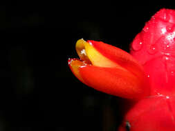 Image of Costus wilsonii Maas