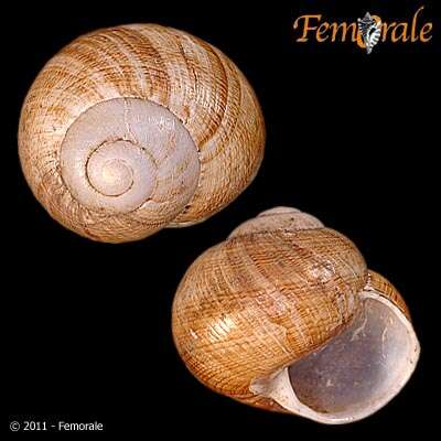 Imagem de Helminthoglyptidae