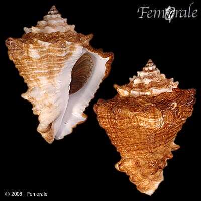 Imagem de Turbinellidae Swainson 1835