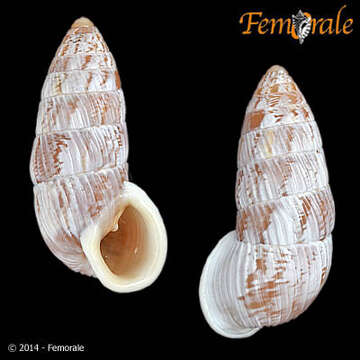 Image of Cerionidae