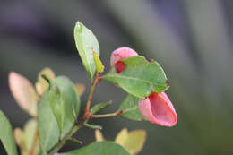 Exobasidium ferrugineae Minnis, A. H. Kenn. & N. A. Goldberg 2012 resmi