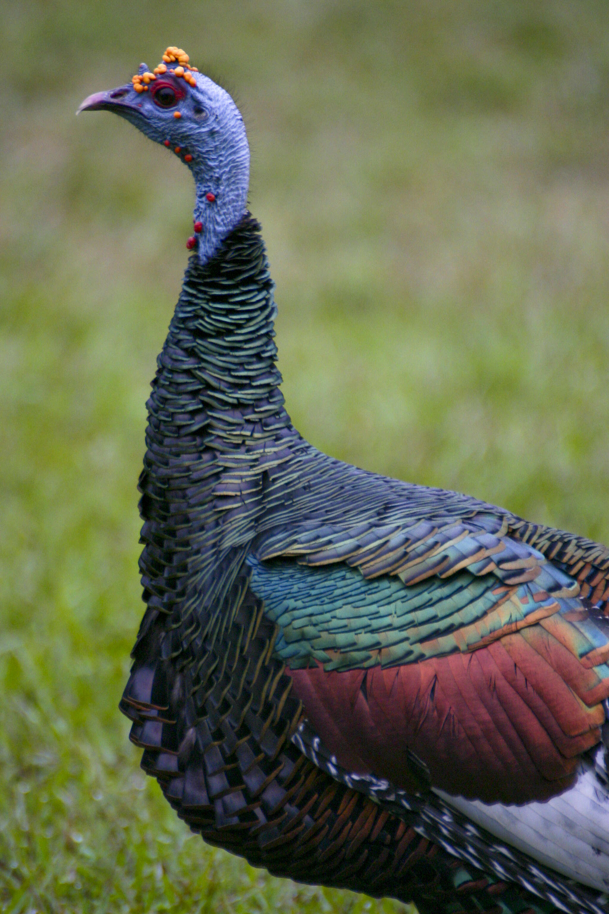 Image of Ocellated Turkey