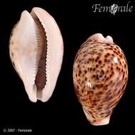 Image of cowrie